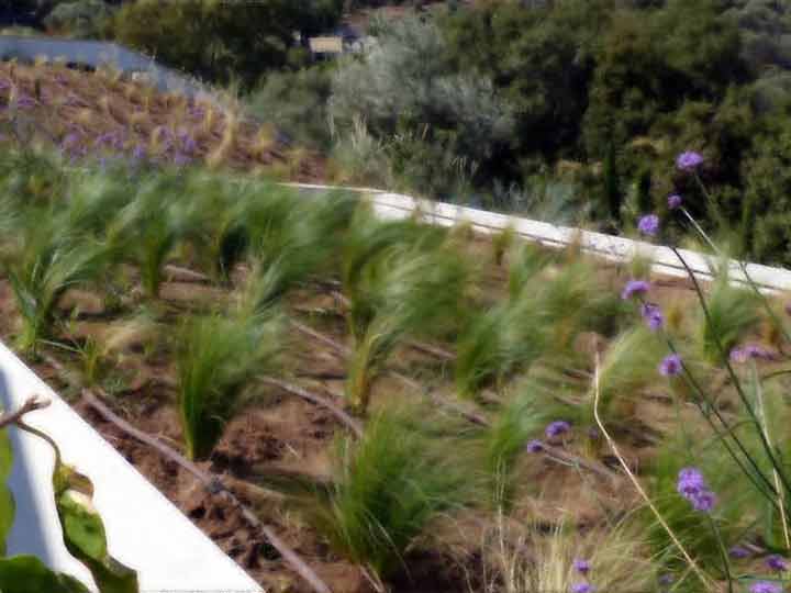 Green roofs